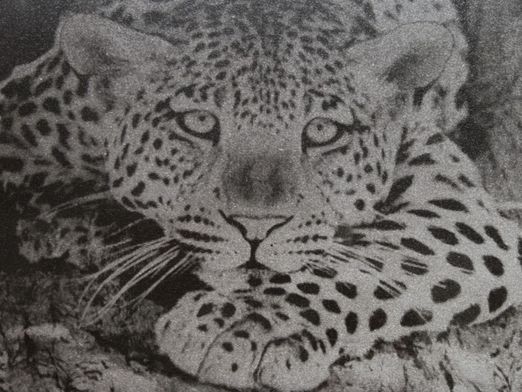 immagini-serigrafate-leopardo